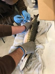 Fish Hatchery 2